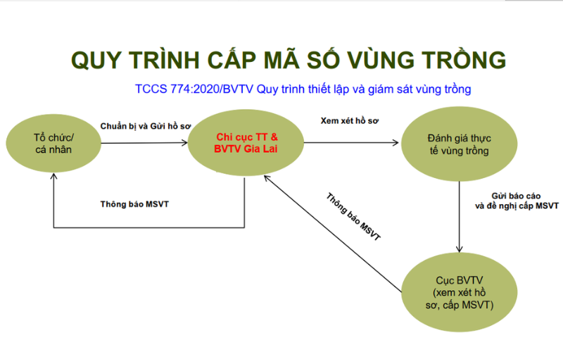 Thủ Tục Đăng Ký Mã Số Vùng Trồng Sầu Riêng Xuất Khẩu Sang Trung Quốc — Từng Bước Cụ Thể